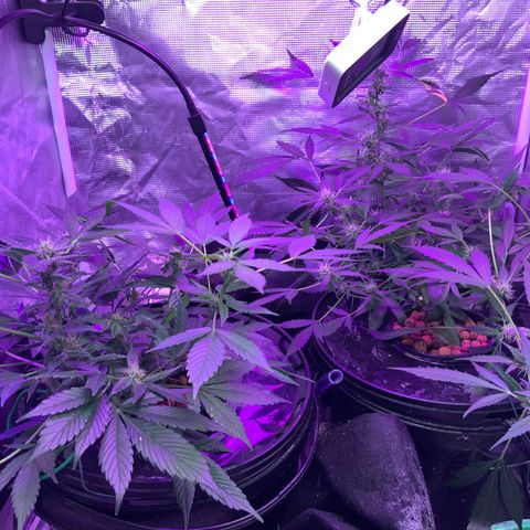Next Generation Uschi growlog photo: Neue Lampe