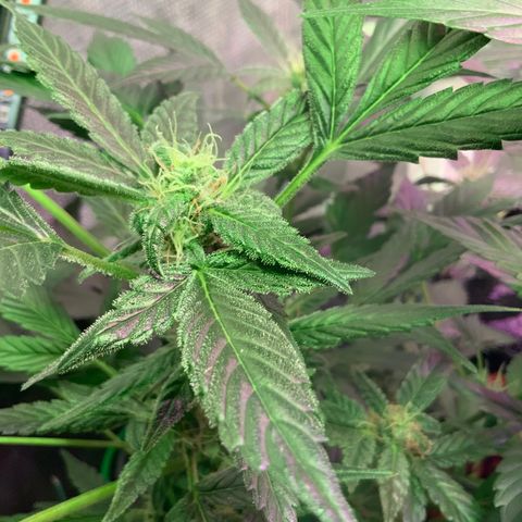 Next Generation Uschi growlog timeline photo