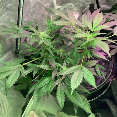 Next Generation Uschi growlog timeline photo