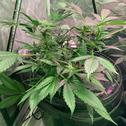 Next Generation Uschi growlog timeline photo