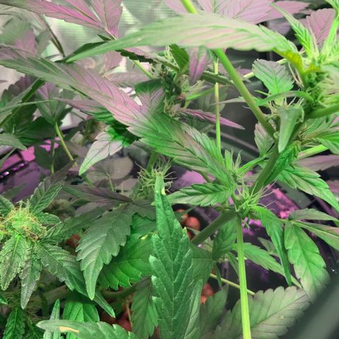 Next Generation Uschi growlog timeline photo