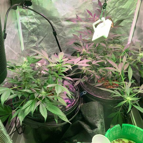 Next Generation Uschi growlog timeline photo