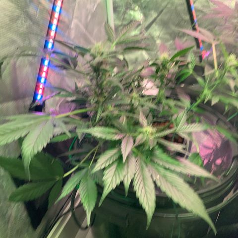 Next Generation Uschi growlog timeline photo
