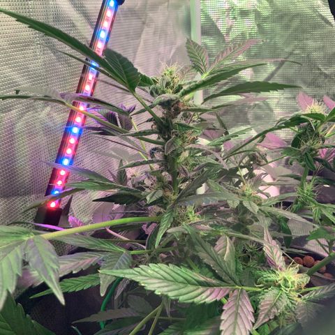 Next Generation Uschi growlog timeline photo