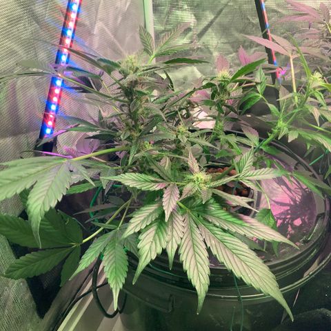 Next Generation Uschi growlog timeline photo