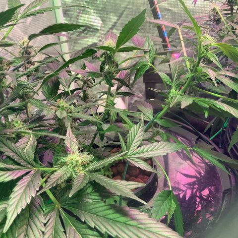 Next Generation Uschi growlog timeline photo