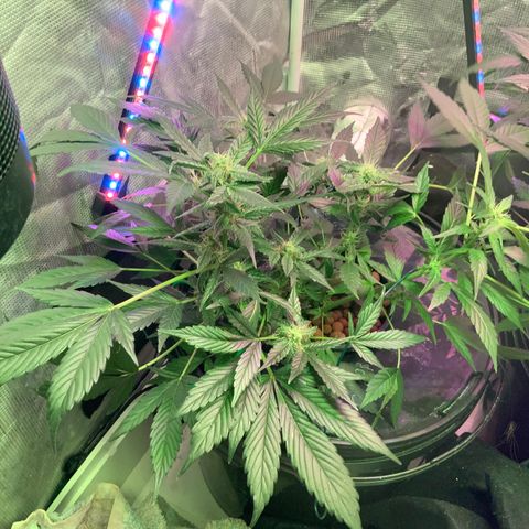 Next Generation Uschi growlog timeline photo
