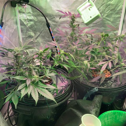 Next Generation Uschi growlog timeline photo