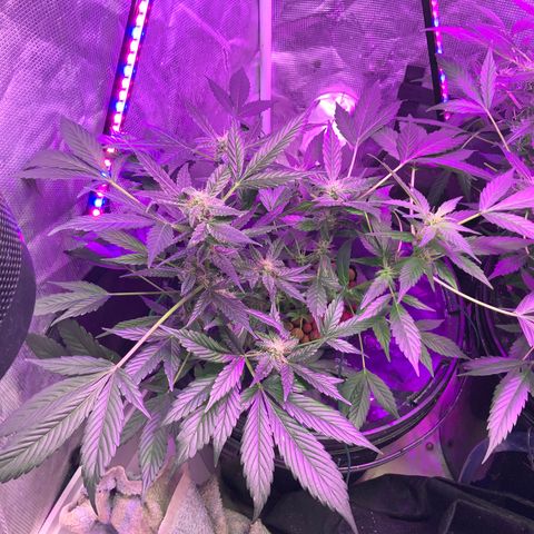 Next Generation Uschi growlog timeline photo