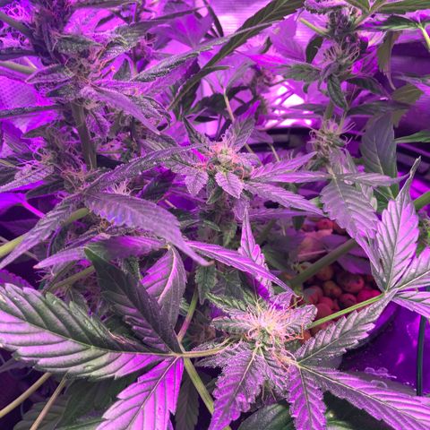 Next Generation Uschi growlog timeline photo