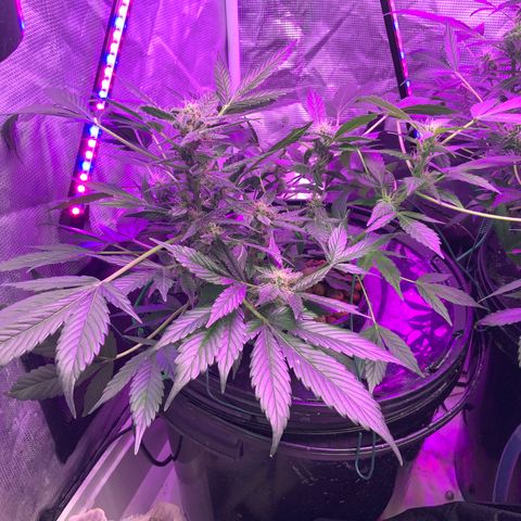 Next Generation Uschi growlog timeline photo