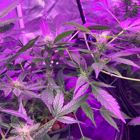 Next Generation Uschi growlog timeline photo