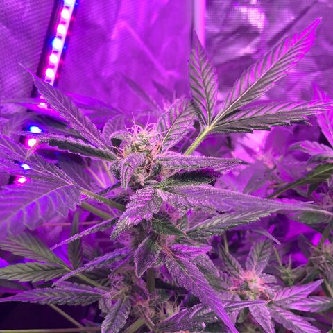 Next Generation Uschi growlog timeline photo