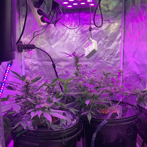 Next Generation Uschi growlog timeline photo