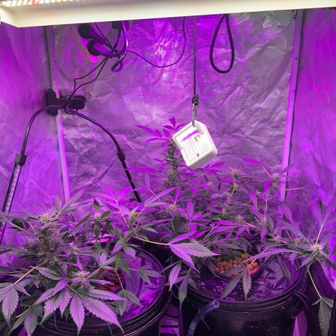 Next Generation Uschi growlog timeline photo