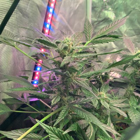Next Generation Uschi growlog timeline photo
