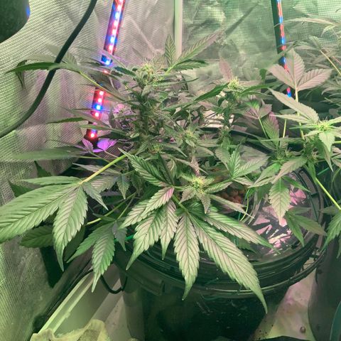 Next Generation Uschi growlog timeline photo