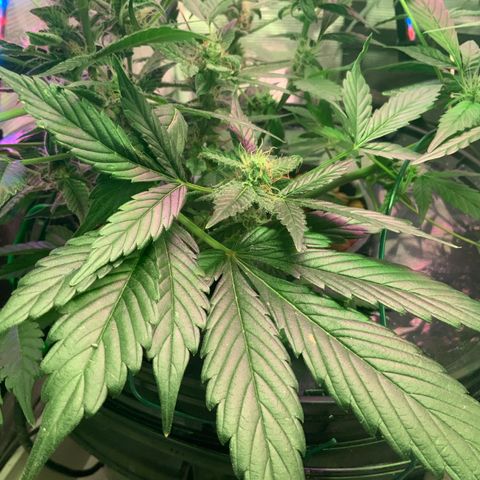 Next Generation Uschi growlog timeline photo