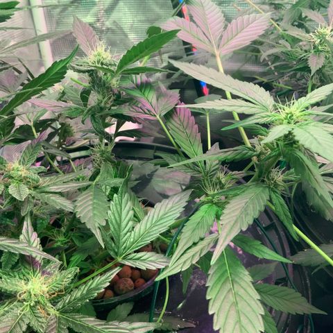 Next Generation Uschi growlog timeline photo