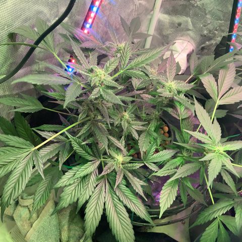 Next Generation Uschi growlog timeline photo