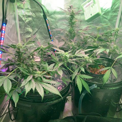 Next Generation Uschi growlog timeline photo