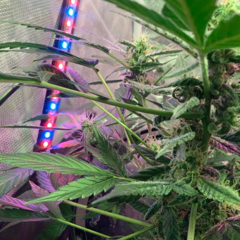 Next Generation Uschi growlog timeline photo