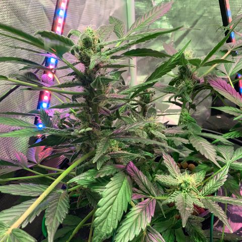 Next Generation Uschi growlog timeline photo