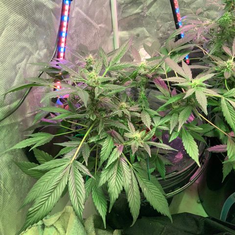 Next Generation Uschi growlog timeline photo