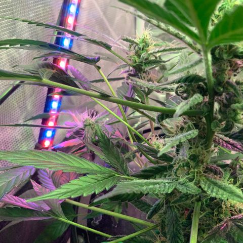 Next Generation Uschi growlog timeline photo