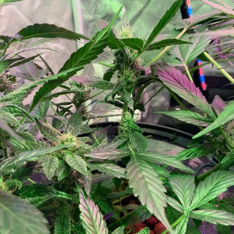 Next Generation Uschi growlog timeline photo