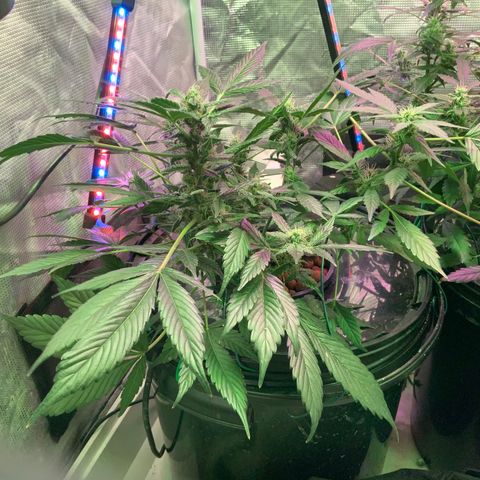 Next Generation Uschi growlog timeline photo