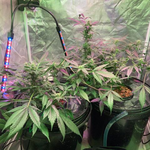 Next Generation Uschi growlog timeline photo
