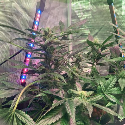 Next Generation Uschi growlog timeline photo