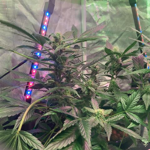 Next Generation Uschi growlog timeline photo
