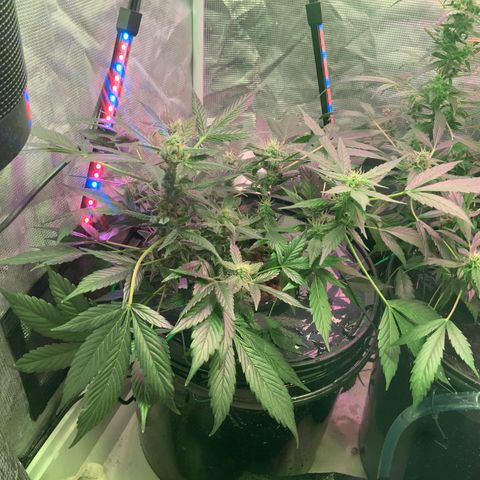 Next Generation Uschi growlog timeline photo