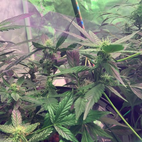 Next Generation Uschi growlog timeline photo