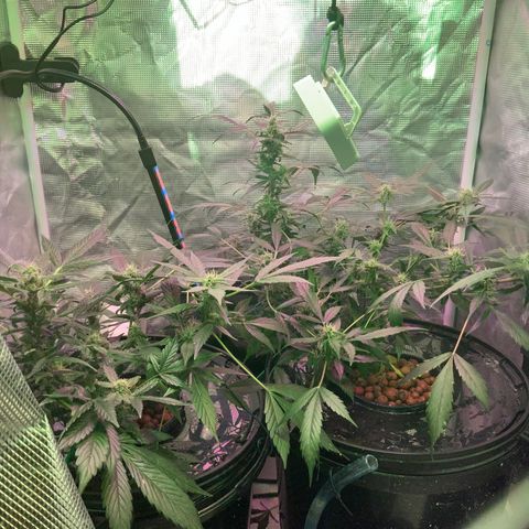 Next Generation Uschi growlog timeline photo