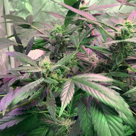 Next Generation Uschi growlog timeline photo