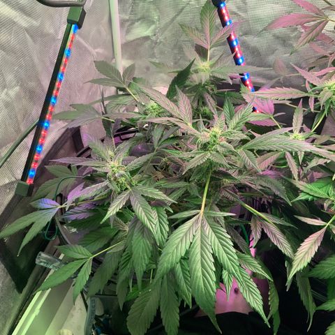 Next Generation Uschi growlog timeline photo