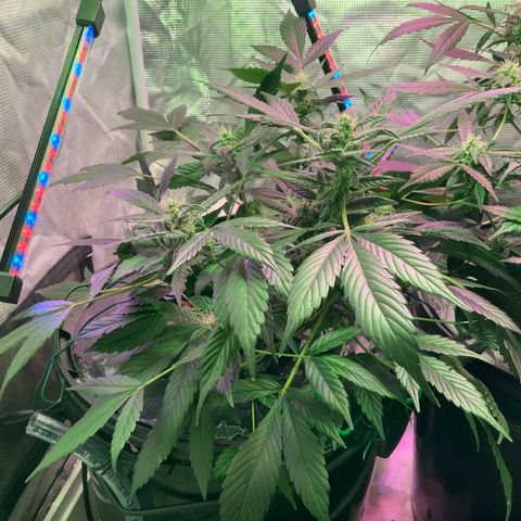Next Generation Uschi growlog timeline photo