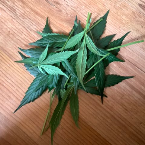 Next Generation Uschi growlog photo: Entlaubt
