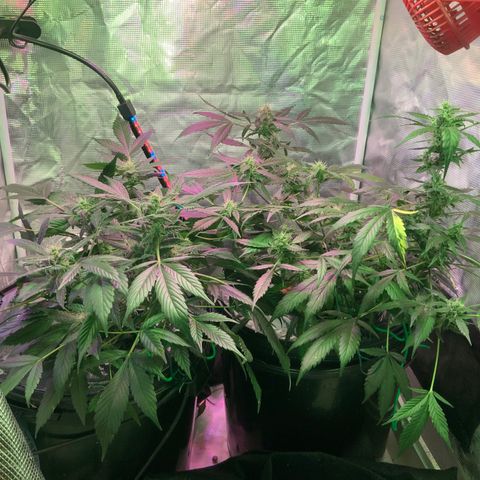 Next Generation Uschi growlog timeline photo