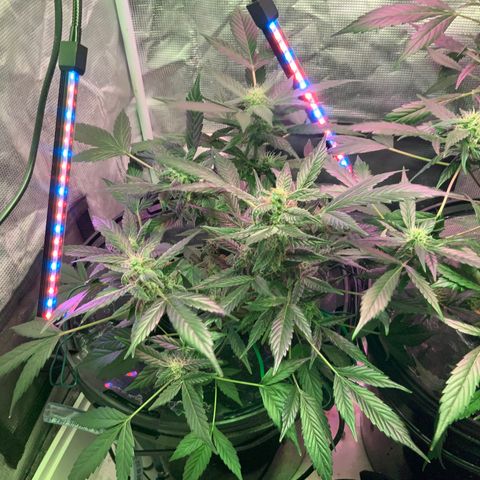 Next Generation Uschi growlog timeline photo