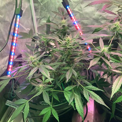 Next Generation Uschi growlog timeline photo