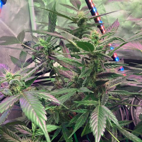 Next Generation Uschi growlog timeline photo