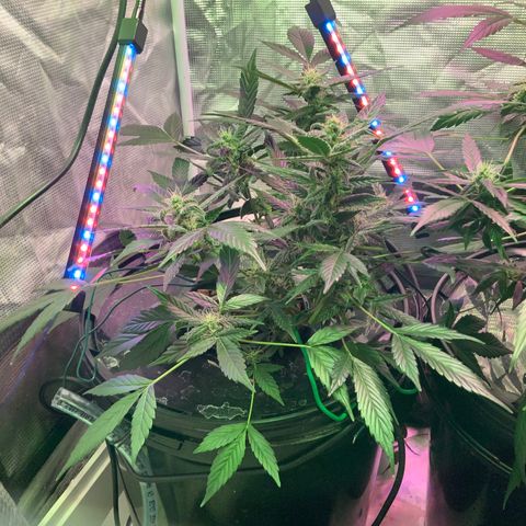 Next Generation Uschi growlog timeline photo