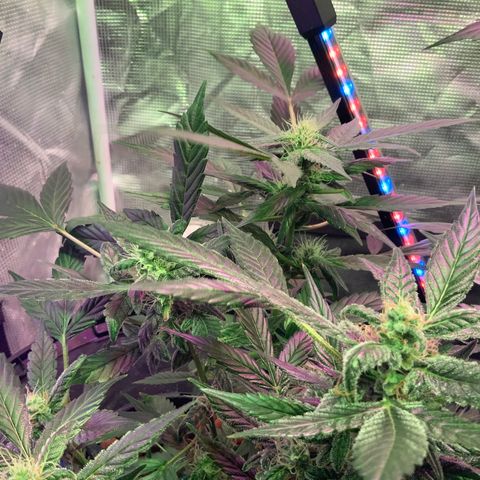 Next Generation Uschi growlog timeline photo