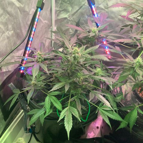 Next Generation Uschi growlog timeline photo