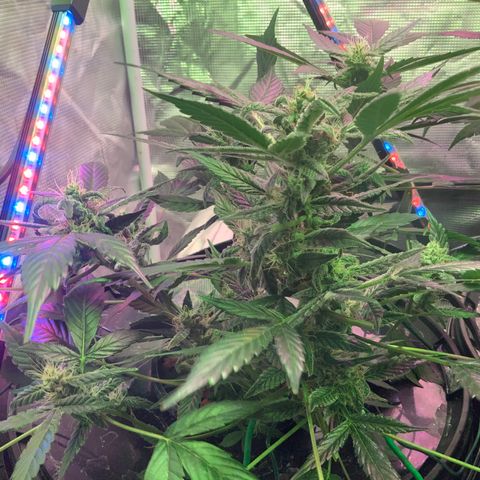 Next Generation Uschi growlog timeline photo