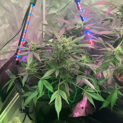 Next Generation Uschi growlog timeline photo